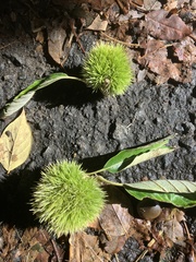 Castanea mollissima