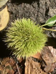 Castanea mollissima