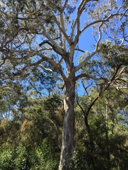 Eucalyptus bosistoana