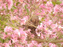 Zenaida auriculata
