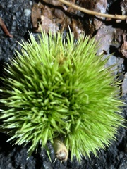 Castanea mollissima