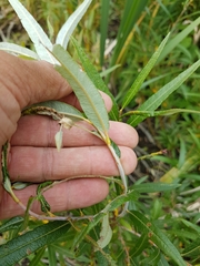 Salix pellita