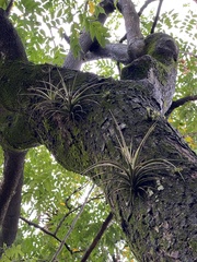 Tillandsia pohliana