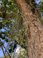 Rhipsalis