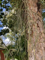 Rhipsalis