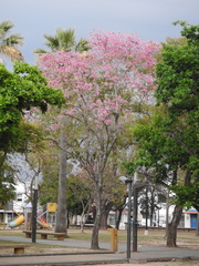 Handroanthus