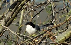 Microspingus melanoleucus