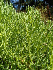 Salicornia pacifica