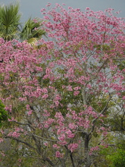 Handroanthus