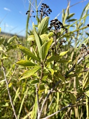 Ceanothus americanus