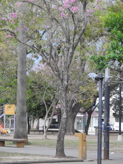 Handroanthus