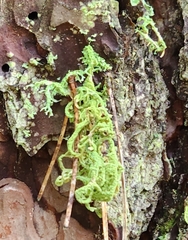 Evernia mesomorpha