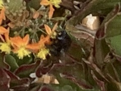 Xylocopa sonorina