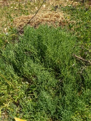 Salicornia pacifica