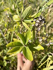 Ceanothus americanus