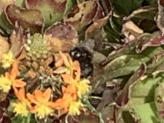Xylocopa sonorina