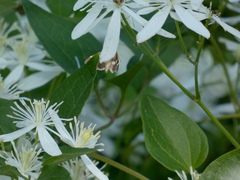 Thyris maculata