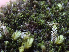 Jungermannia atrovirens