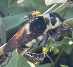 Mallophora bomboides
