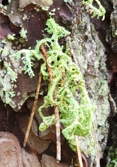 Evernia mesomorpha