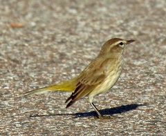 Setophaga palmarum palmarum
