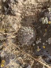 Pediocactus simpsonii