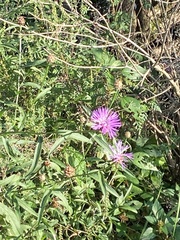 Centaurea