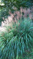 Miscanthus sinensis