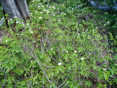 Rhododendron columbianum