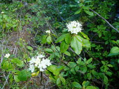 Rhododendron columbianum