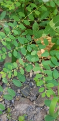 Phyllanthus caroliniensis