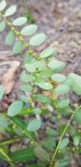 Phyllanthus caroliniensis