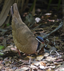 Starnoenas cyanocephala