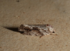 Agriophara confertella