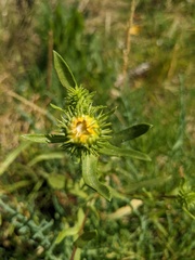 Grindelia integrifolia