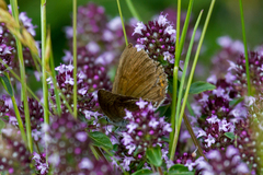 Lycaena hippothoe eurydame