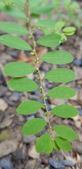 Phyllanthus caroliniensis