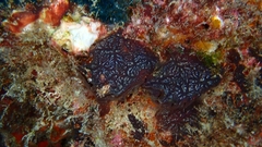 Botryllus