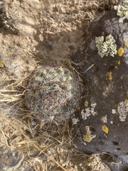 Pediocactus simpsonii