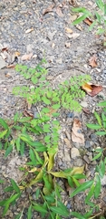 Phyllanthus caroliniensis