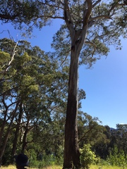 Eucalyptus bosistoana