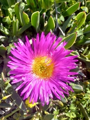 Carpobrotus quadrifidus