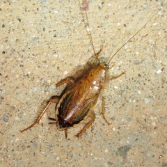 Latiblattella lucifrons