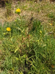 Grindelia integrifolia