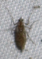 Chaoborus punctipennis