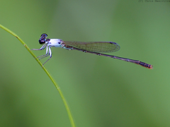 Agriocnemis dobsoni