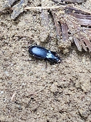 Carabidae