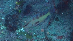 Cephalopholis taeniops