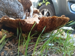 Coriolopsis gallica