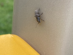 Brachyderes incanus